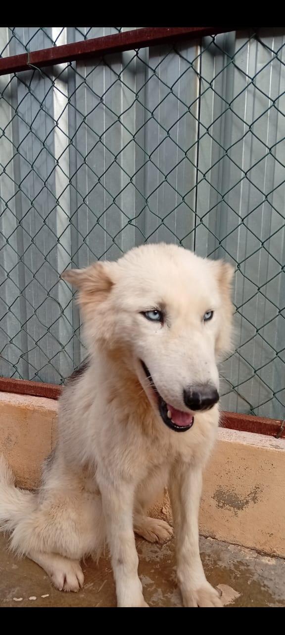 Donut, una dolcezza di Husky Foto 5